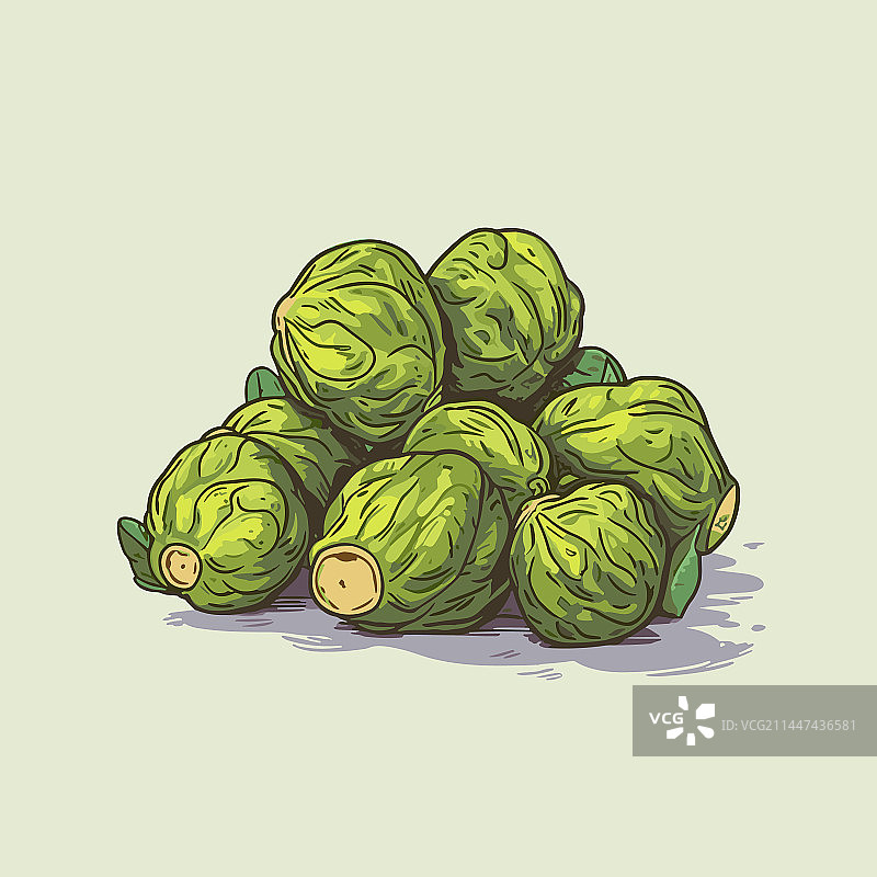 手绘抱子甘蓝图片素材
