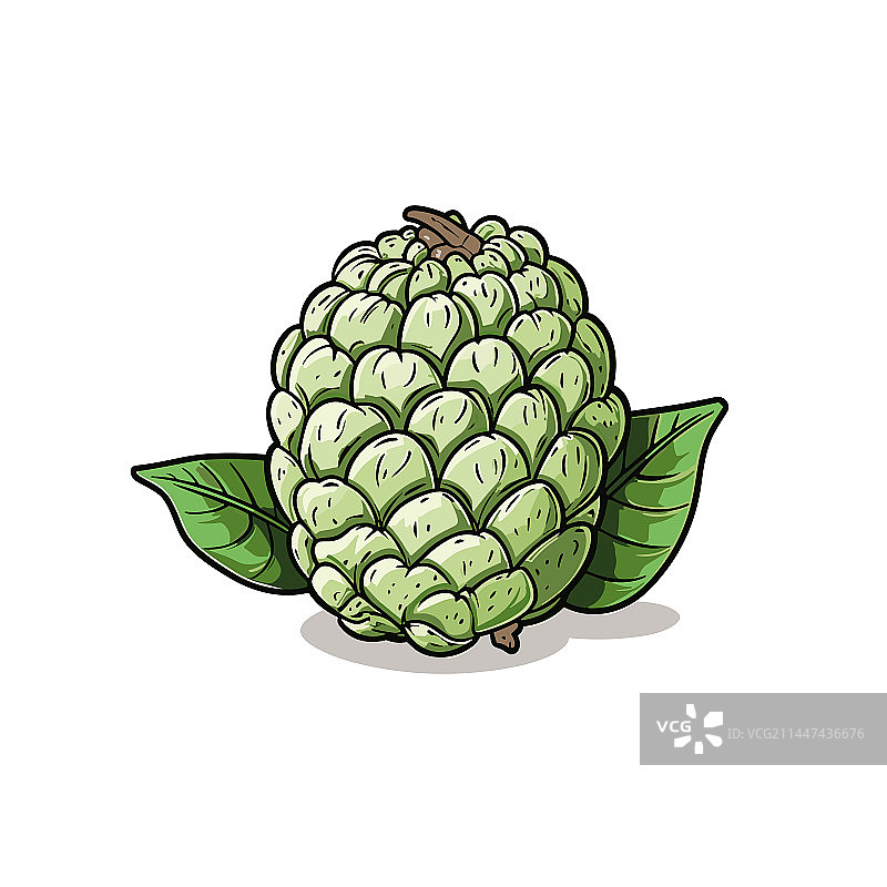 手绘番荔枝涂鸦图片素材