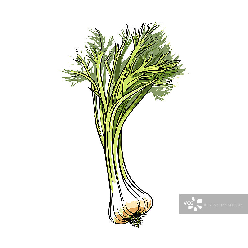 手绘卡通茴香涂鸦图片素材