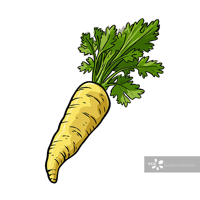 手绘欧洲萝卜涂鸦风格卡通图片素材