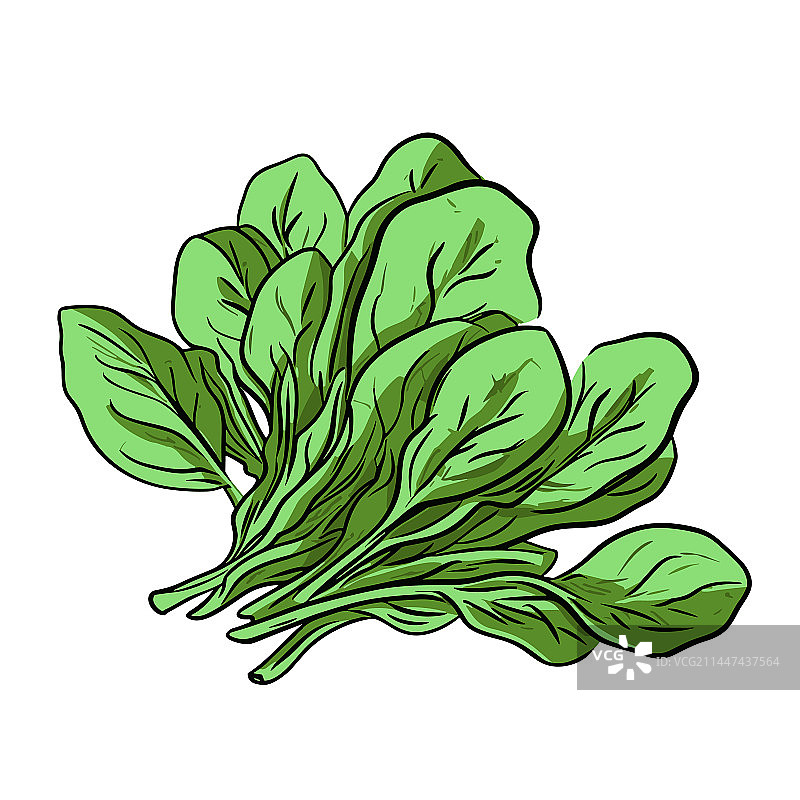 手绘涂鸦风格菠菜卡通图片素材