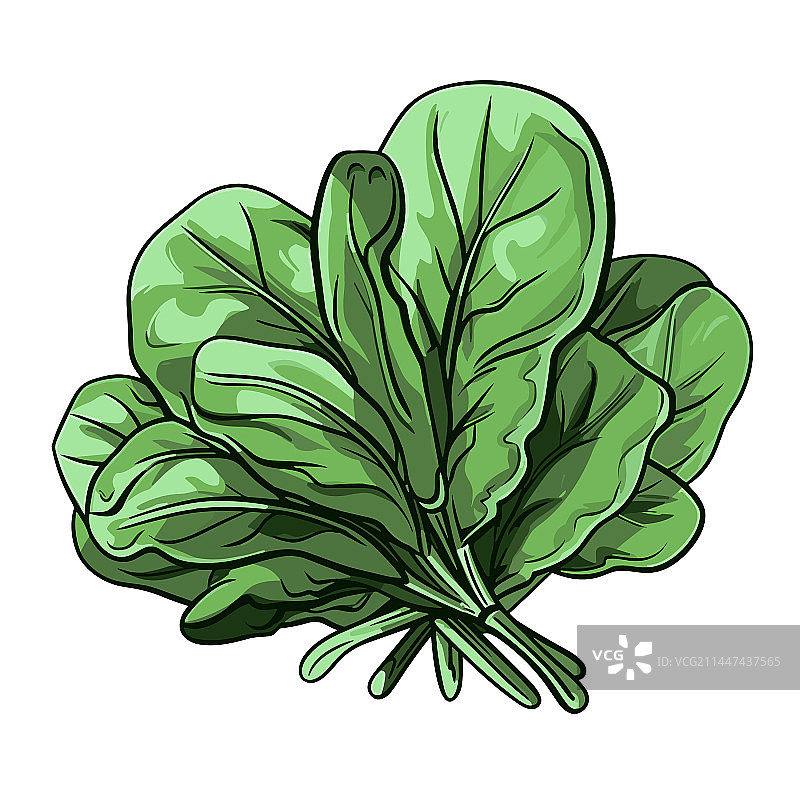 手绘涂鸦风格菠菜卡通图片素材