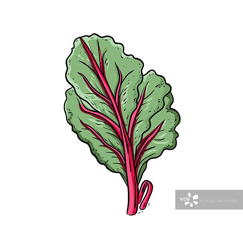 手绘瑞士甜菜涂鸦图片素材