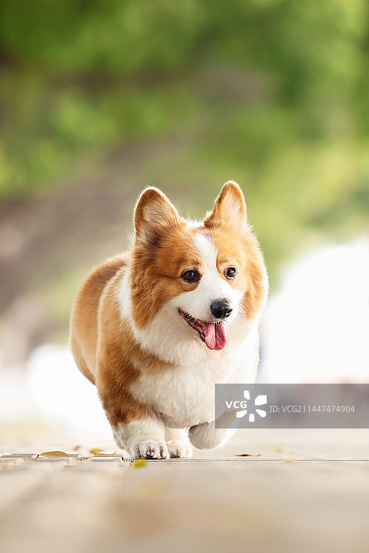开心的威尔士柯基犬图片素材