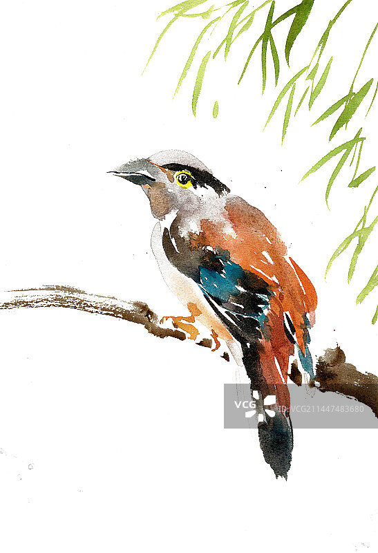 彩色的小鸟图片素材