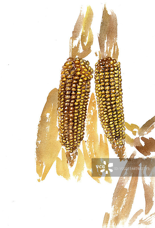 成熟的玉米图片素材