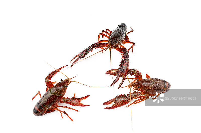小龙虾白色背景图片素材
