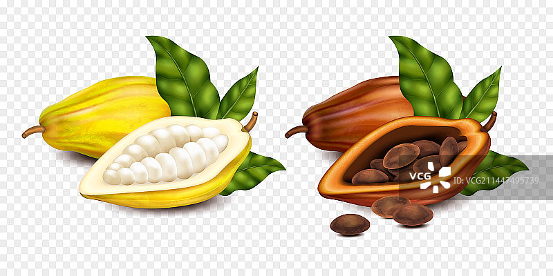 逼真可可成分组合图片素材