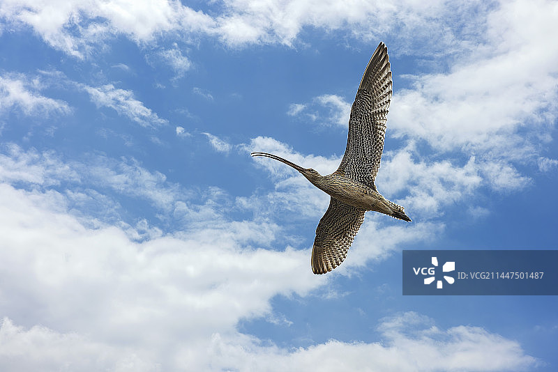 飞向蓝天的杓鹬图片素材