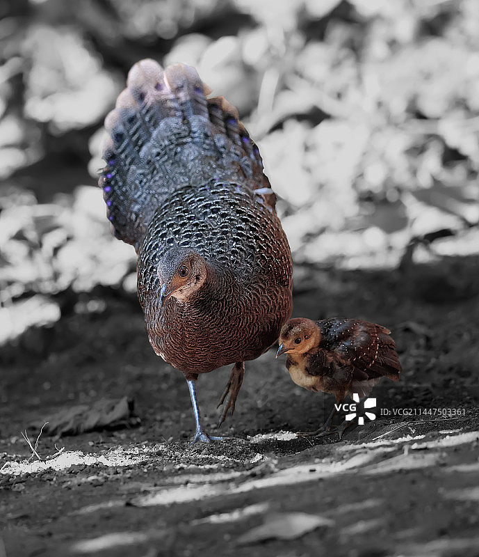 灰孔雀雉《遛娃》 Grey Peacock-Pheasant图片素材