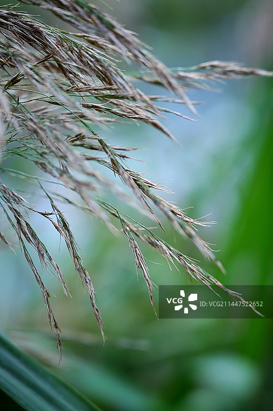 芦苇图片素材