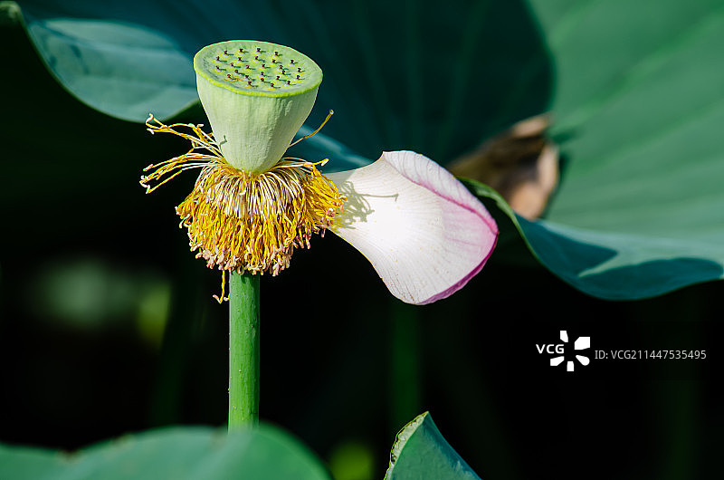 中国野生植物水生植物拍摄主题，公园园林池塘荷塘湖水中清新美丽的荷花与莲蓬头莲子，户外白昼无人图像摄影图片素材