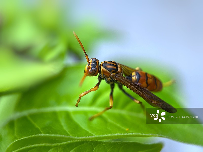 大黄蜂图片素材