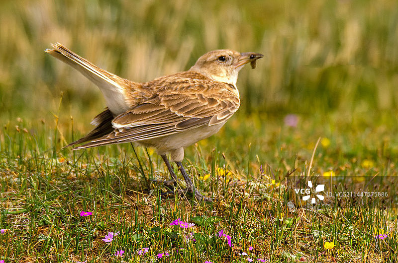 长嘴百灵​图片素材