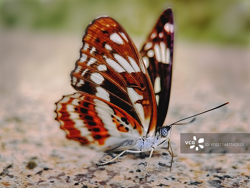 残锷线下蛱蝶（Limentis sulpitia cramer）图片素材