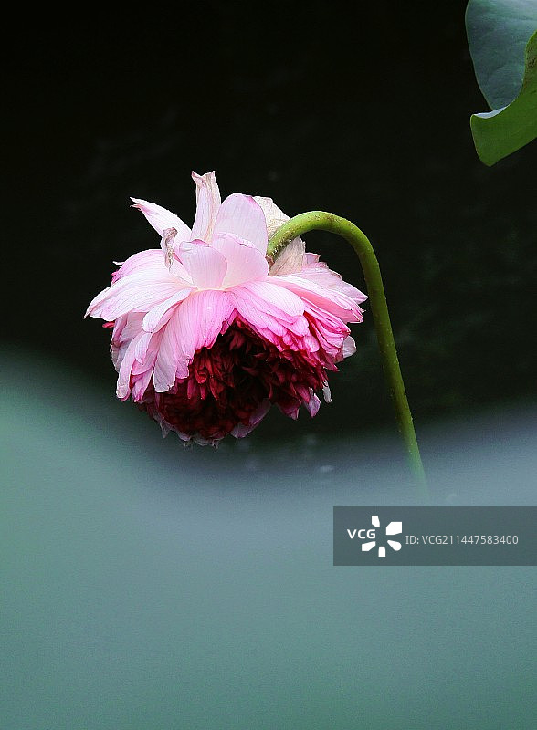 并蒂莲图片素材