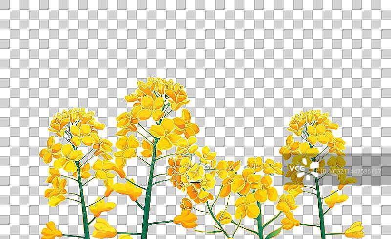 油菜花手绘图片素材