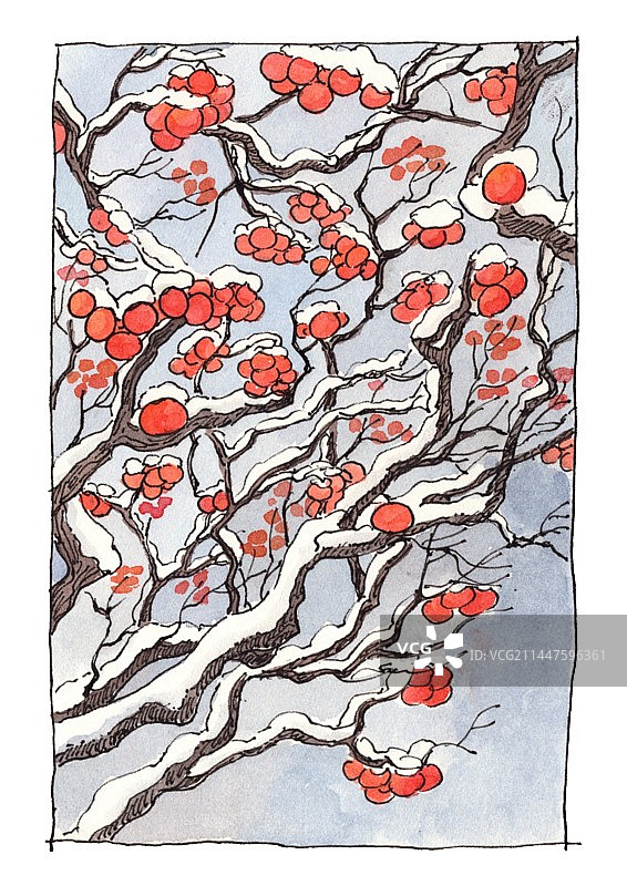 冬天 树枝 柿子 冬雪 清新 治愈 梦幻 水彩图片素材