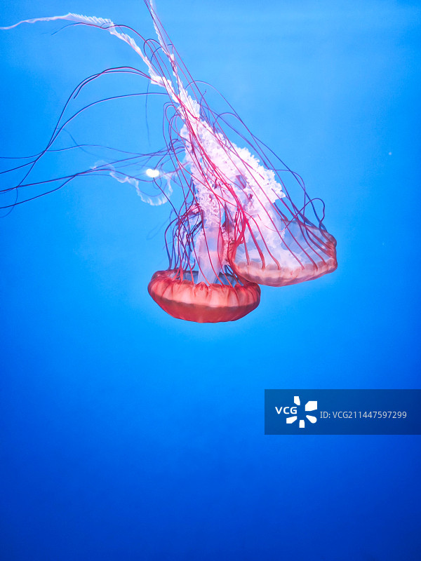 水母图片素材