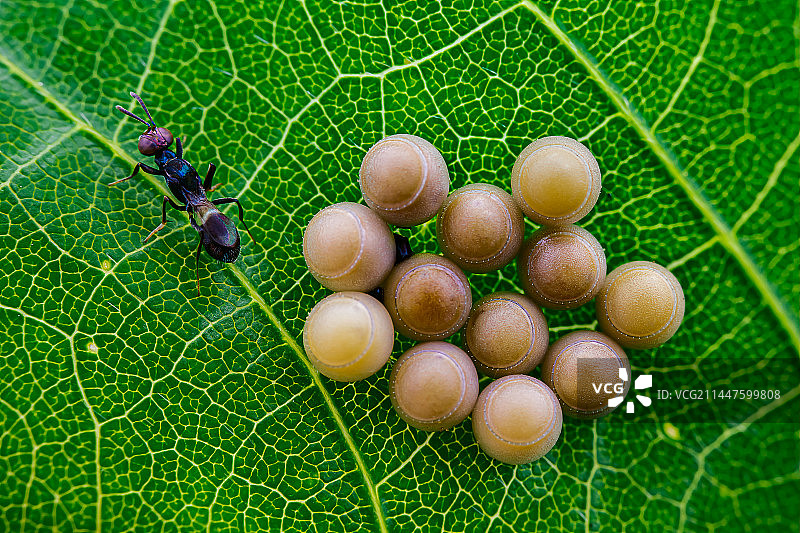 《蝽卵与寄生蜂》图片素材