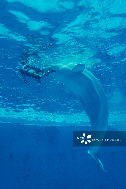 白鲸表演图片素材