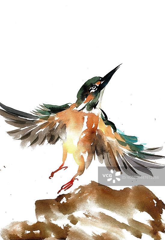 展翅的翠鸟图片素材