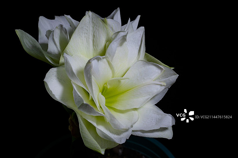 鲜花-朱顶红图片素材