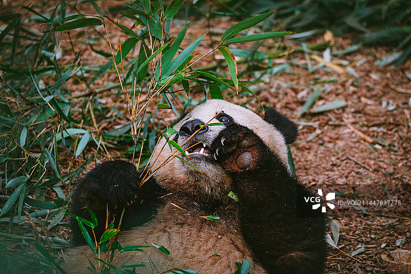 中国四川成都大熊猫繁育基地的熊猫素材图图片素材