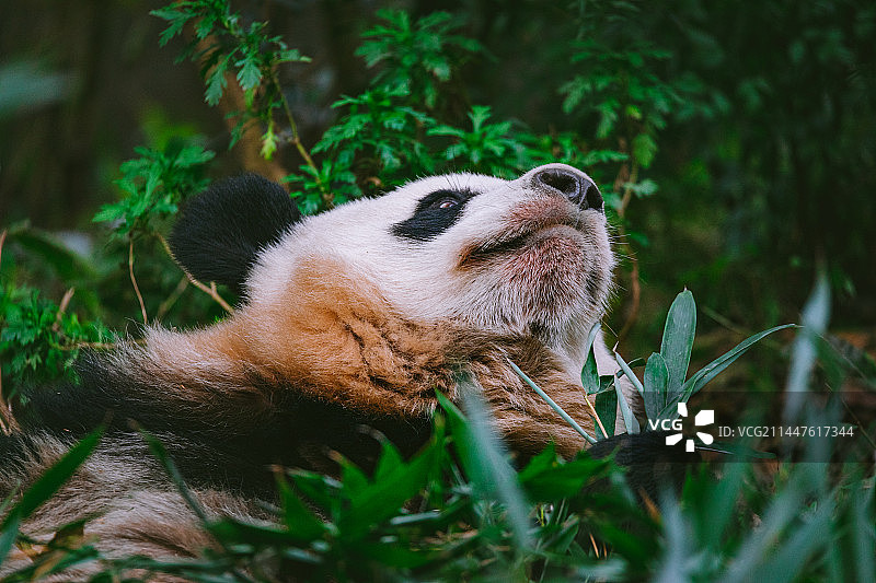 中国四川成都大熊猫繁育基地的熊猫素材图图片素材