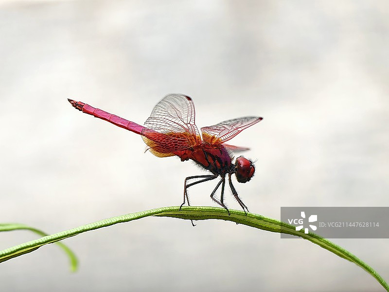 红蜻蜓图片素材