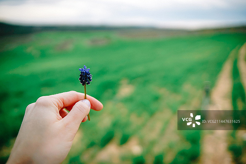 在西班牙的田野里拿着植物的女人图片素材