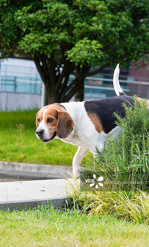 草丛中走出的狗图片素材