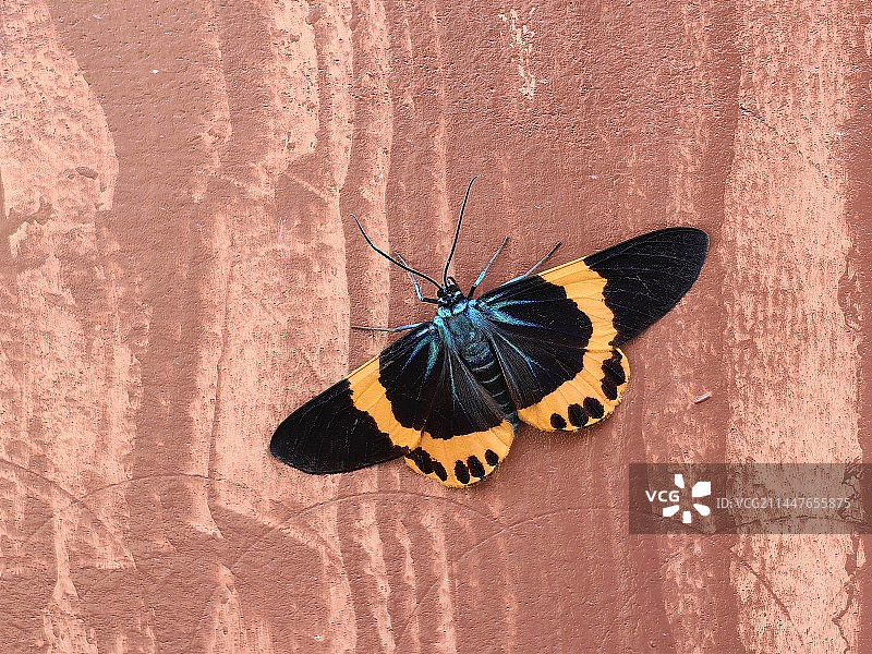 《尺蛾》图片素材