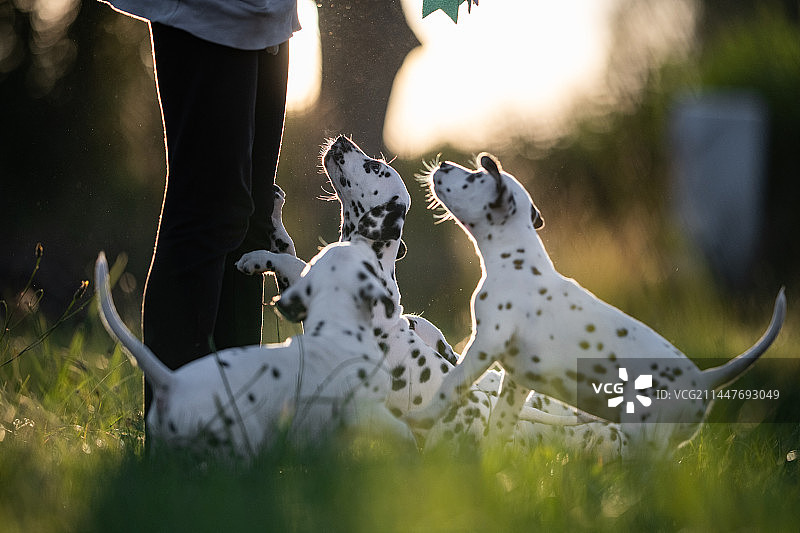 在波兰华沙，女人在草地上与斑点狗幼犬玩耍的下半身图片素材