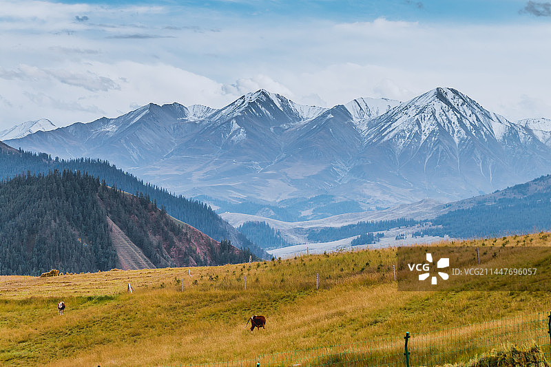 青海雪山草原风光图片素材