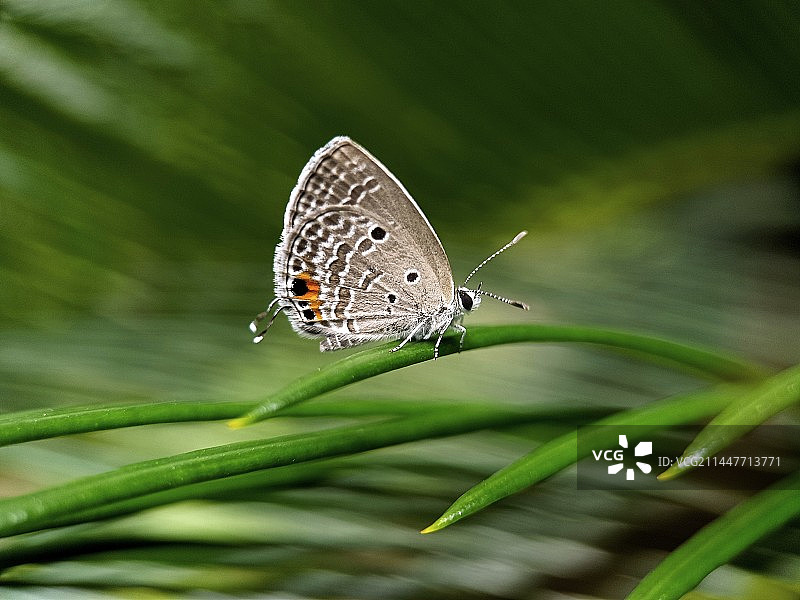 小灰蝶图片素材