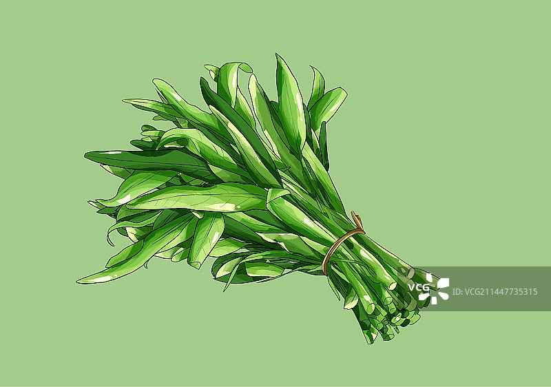 惊蛰节气蔬菜空心菜插画图片素材