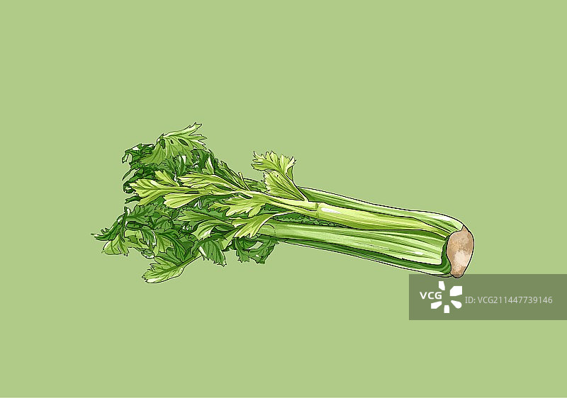 立夏节气蔬菜插画芹菜图片素材