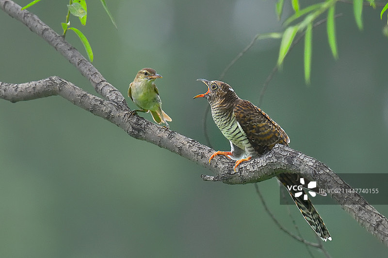 错爱      （大䒠莺育小杜鹃）图片素材