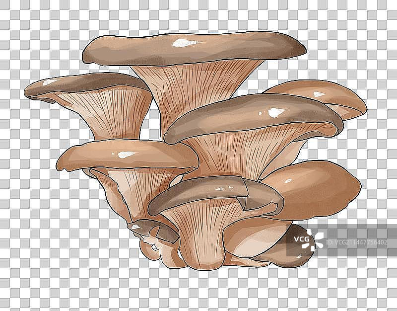 白露节气蔬菜平菇插画免扣元素图片素材
