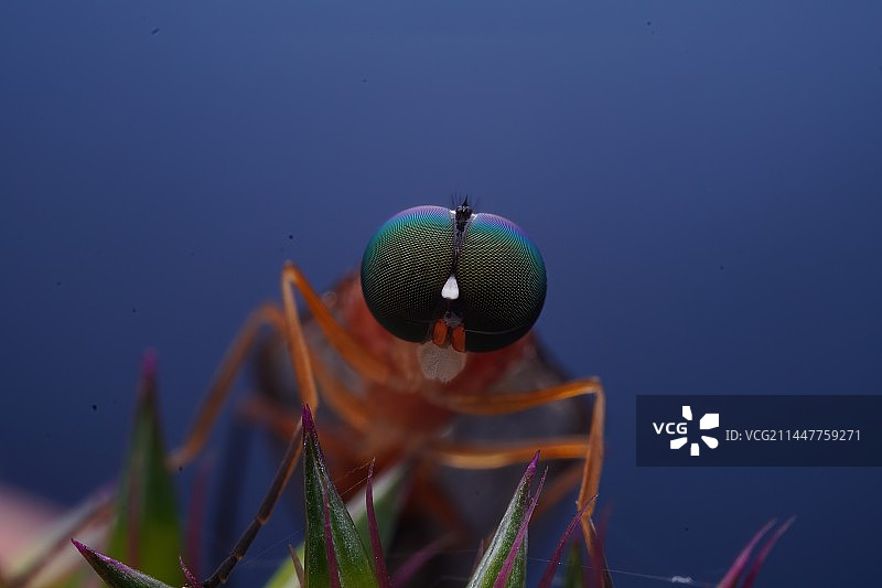 昆虫的复眼图片素材