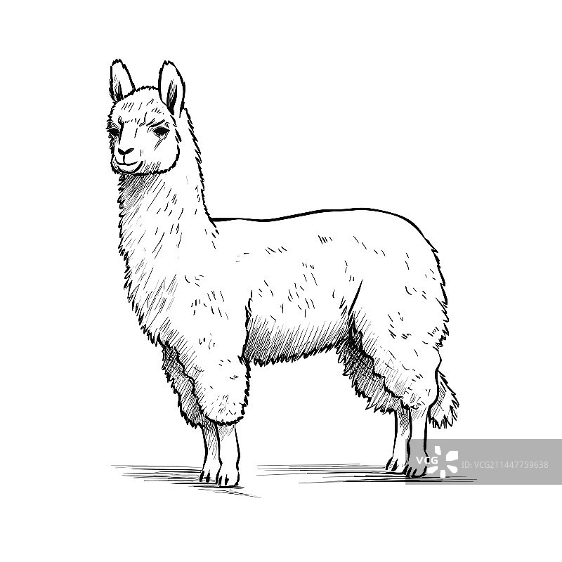 手绘美洲驼涂鸦图片素材