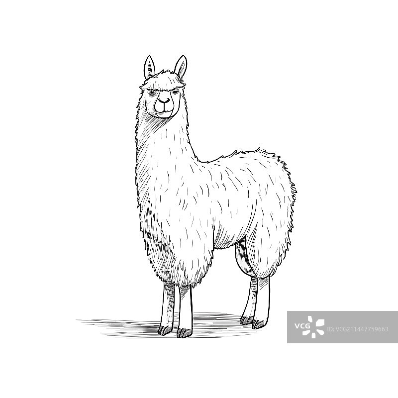 手绘美洲驼涂鸦图片素材