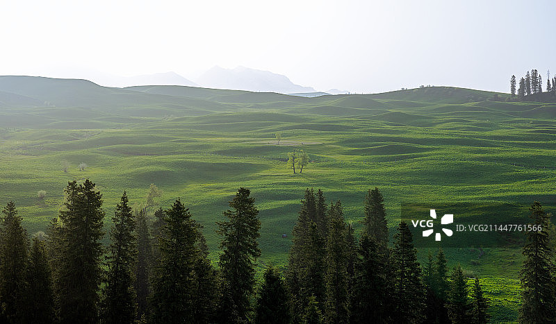新疆伊犁-唐布拉草原图片素材