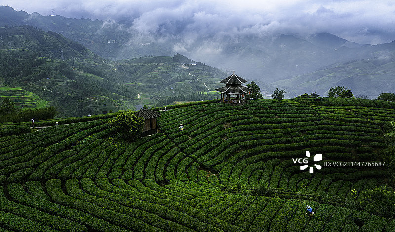 布央茶山采茶忙图片素材