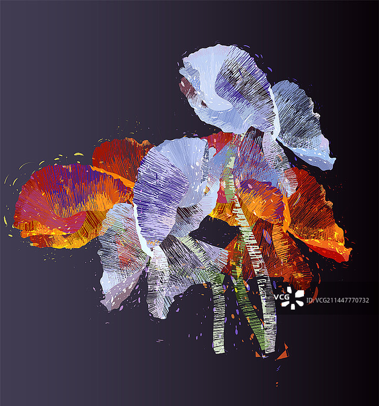 植物花卉盛开的虞美人图片素材