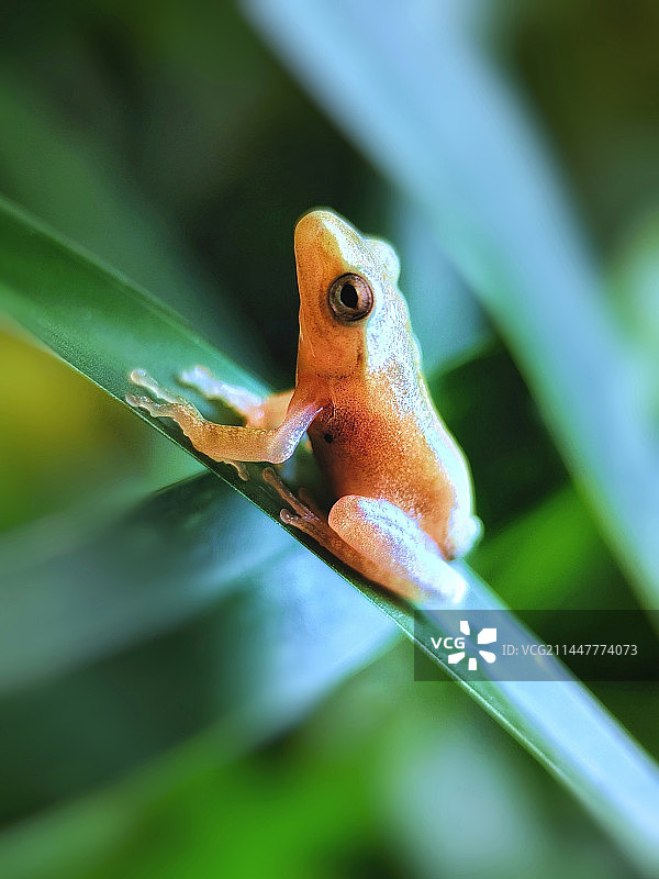抬头-树蛙图片素材