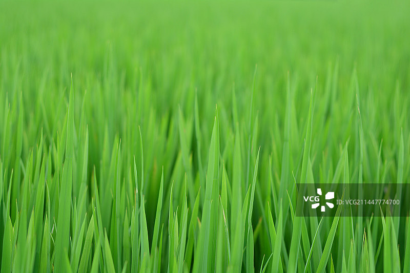 生长的水稻图片素材