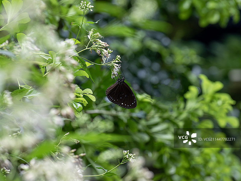 紫斑蝶图片素材