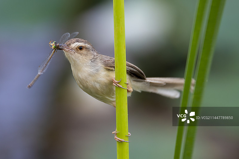 纯色山鹪莺图片素材
